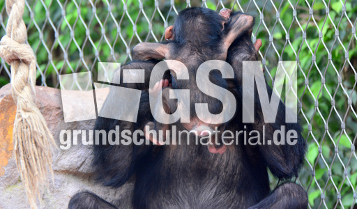 Schimpanse_1 (12).jpg